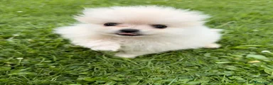 Pomeranian 1