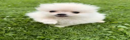 Pomeranian dogs for sale: Pomeranians Puppy’s  - Advert 8