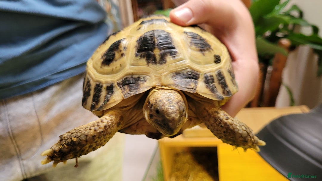 Tortoise reptiles for sale: RESERVED Horsfields Tortoise with Vivexotic Set Up - Image 5