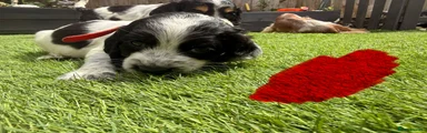Red Collar Boy – Blue Roan