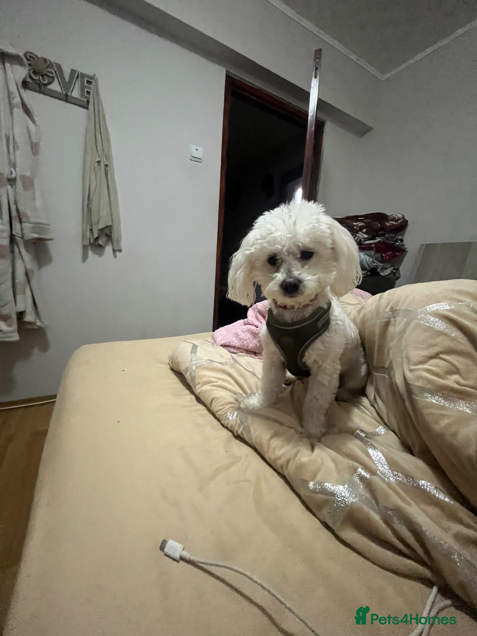Bichon Frise dogs Bichon frinse puppy’s looking for a good home  - Advert 7