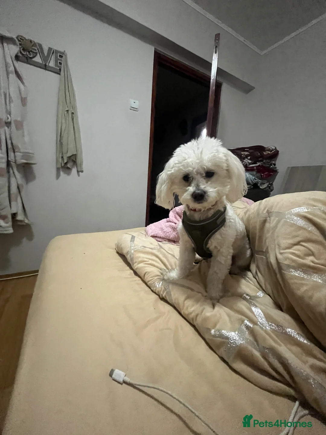 Bichon Frise dogs for sale: Bichon frinse puppy’s looking for a good home  in Alfreton - Advert 1