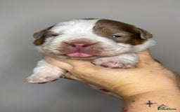 Olde English Bulldogge dogs for sale: The BEST visual fluffy oebs available ⭐️  - Image 3