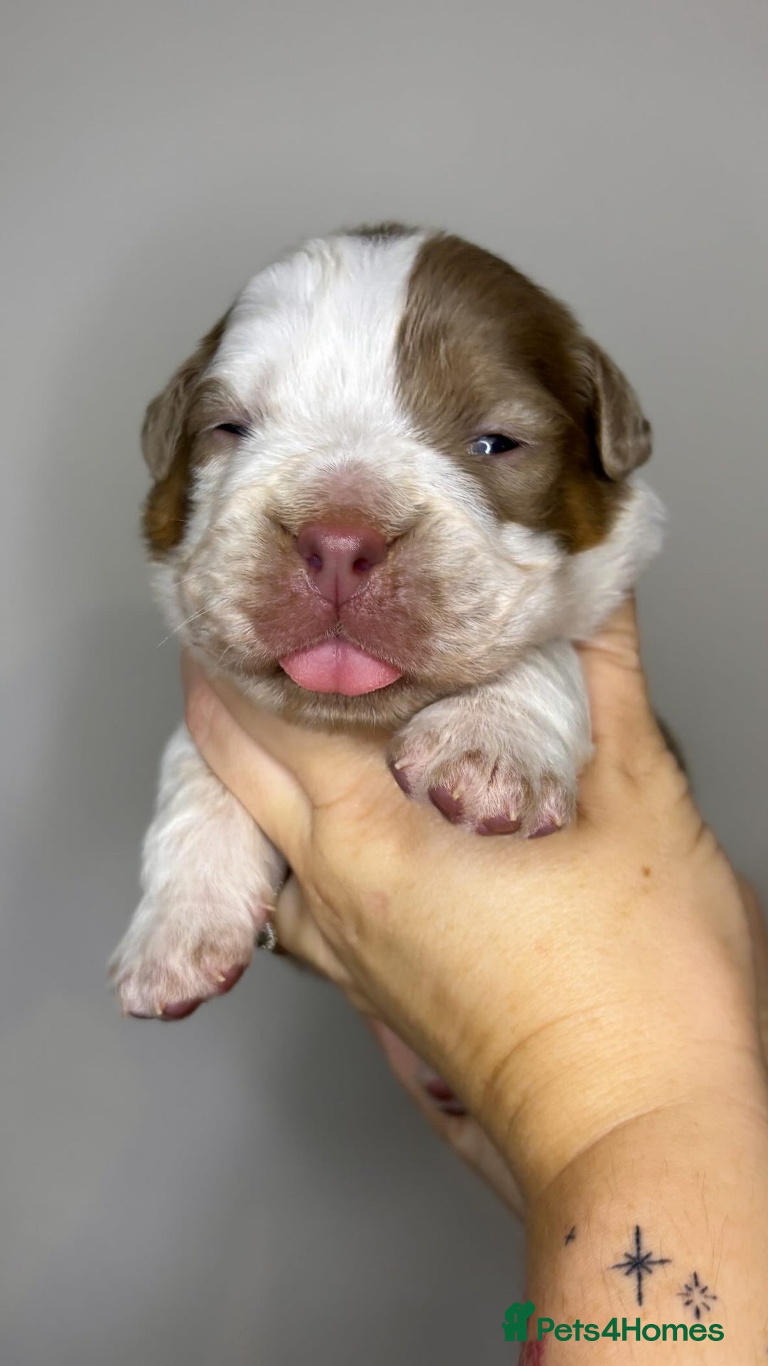 Olde English Bulldogge dogs for sale: The BEST visual fluffy oebs available ⭐️  - Image 3