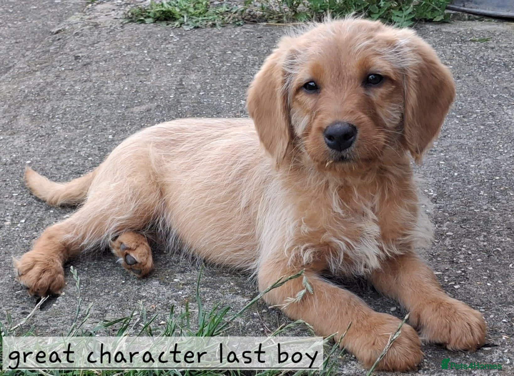 Labradoodle dogs Miniature Labradoodle Puppies / fully vaccinated  - Advert 2