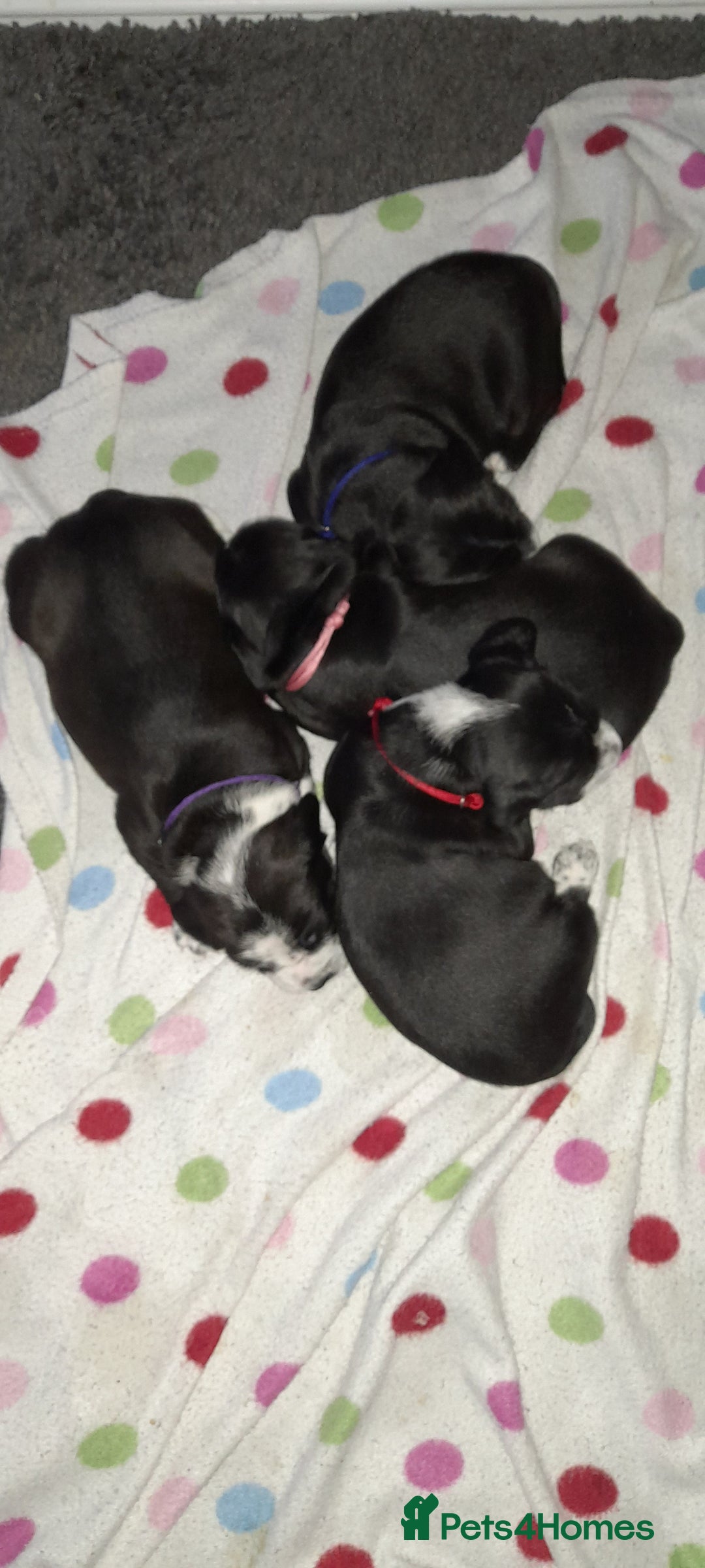 Mixed Breed dogs for sale: Staffy x Cocker Spaniel  - Advert 13