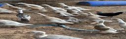 Ducks poultry for sale: Indian runner ducks,Emden geese,Muscovy,brown hens - Advert 9