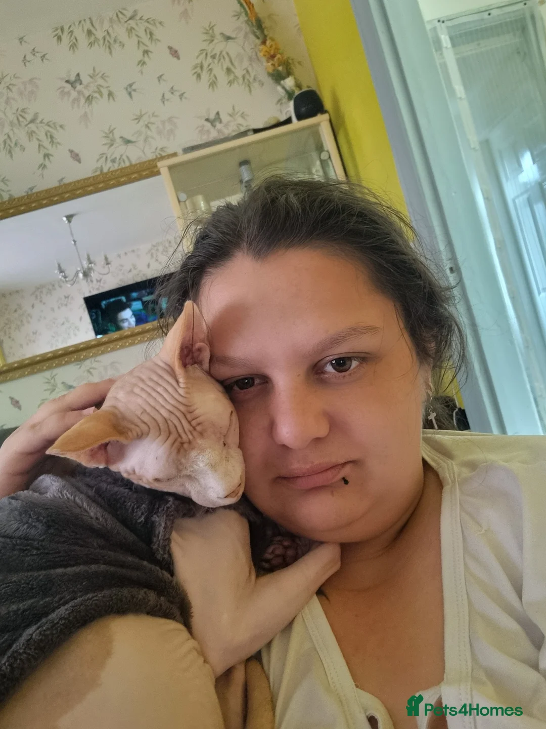 Sphynx cats for stud: Beautiful strong sphynx boy in Dewsbury - Advert 19