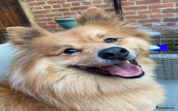 Mixed Breed dogs for sale: Playful 5-Year-Old Pomspitz Looking for a New Home - Image 6