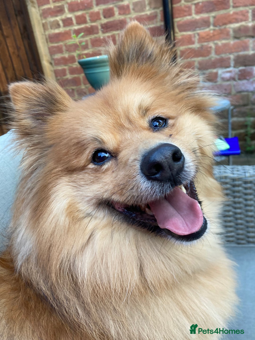 Mixed Breed dogs for sale: Playful 5-Year-Old Pomspitz Looking for a New Home - Image 6
