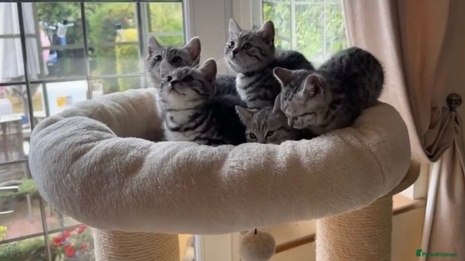 British Shorthair cats Black Silver Spotted/Tabby British Shorthair  - Advert 2