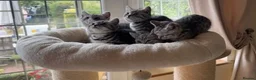 British Shorthair cats for sale: Black Silver Spotted/Tabby British Shorthair  - Advert 1