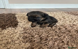 Border Terrier dogs for sale: Border terrier pups - Image 11