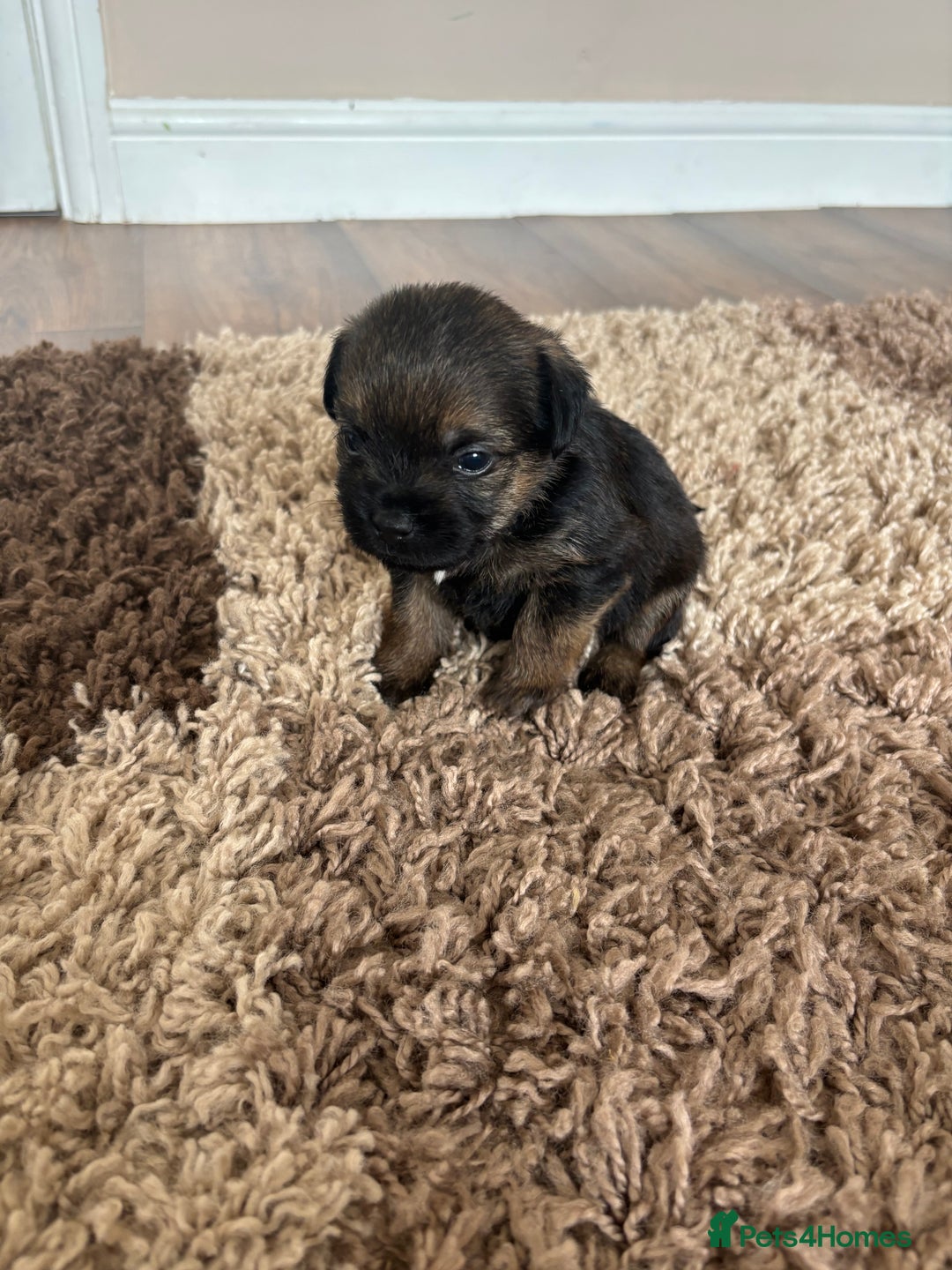 Border Terrier dogs for sale: Border terrier pups - Image 11