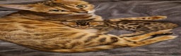 Bengal cats for sale: Georgeous bengal girl  - Advert 2