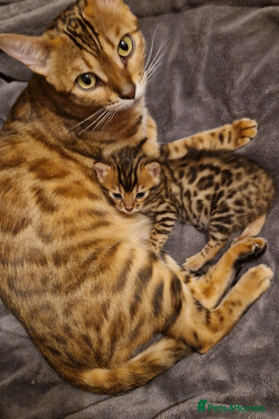 Bengal cats for sale: Georgeous bengal girl  - Advert 2