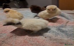 Chickens poultry for sale: 2 silkies and 5 polish chamois frizzle chicks - Image 2