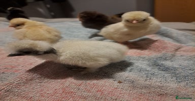 Chickens poultry - Advert 8
