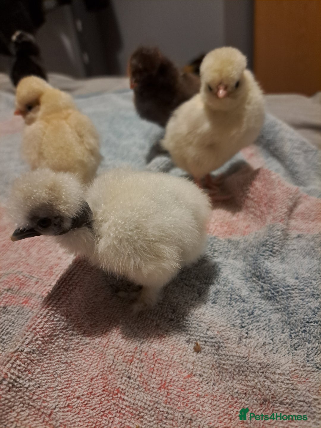 Chickens poultry for sale: 2 silkies and 5 polish chamois frizzle chicks - Image 2
