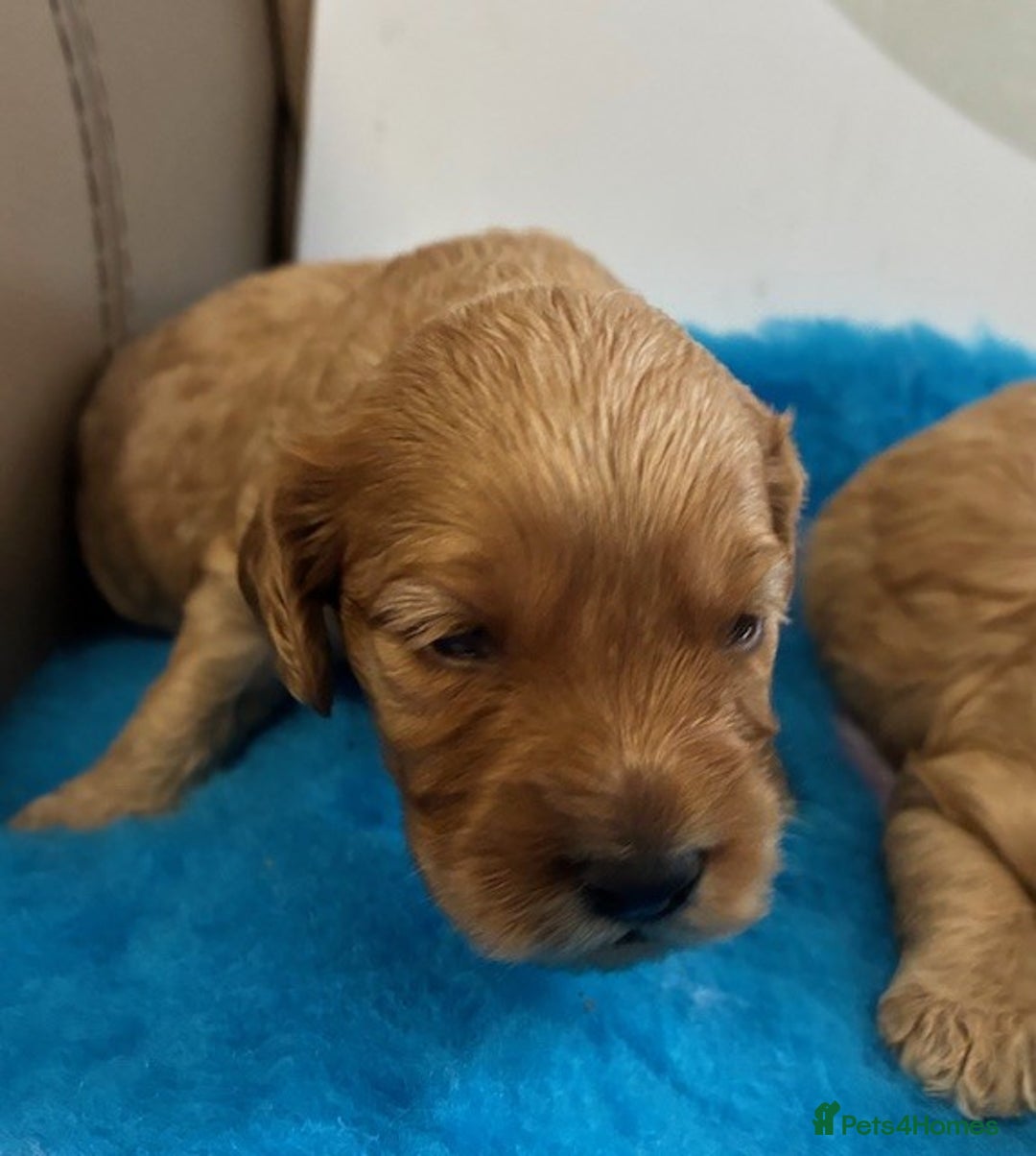 Cockapoo dogs for sale: 🌟 Beautiful F1 Cockapoo puppies 🌟 - Image 4