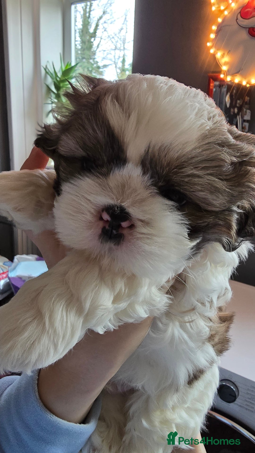 Shih Tzu dogs for sale: Shih Tzu Male puppy for sale - Advert 6