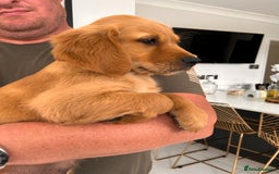 Golden Retriever dogs for sale: Golden Retriever Puppies  - Image 8