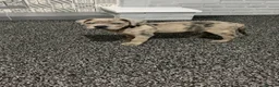 Cane Corso dogs for sale: 9 Week Old Cane Corso Male Puppy - Advert 2