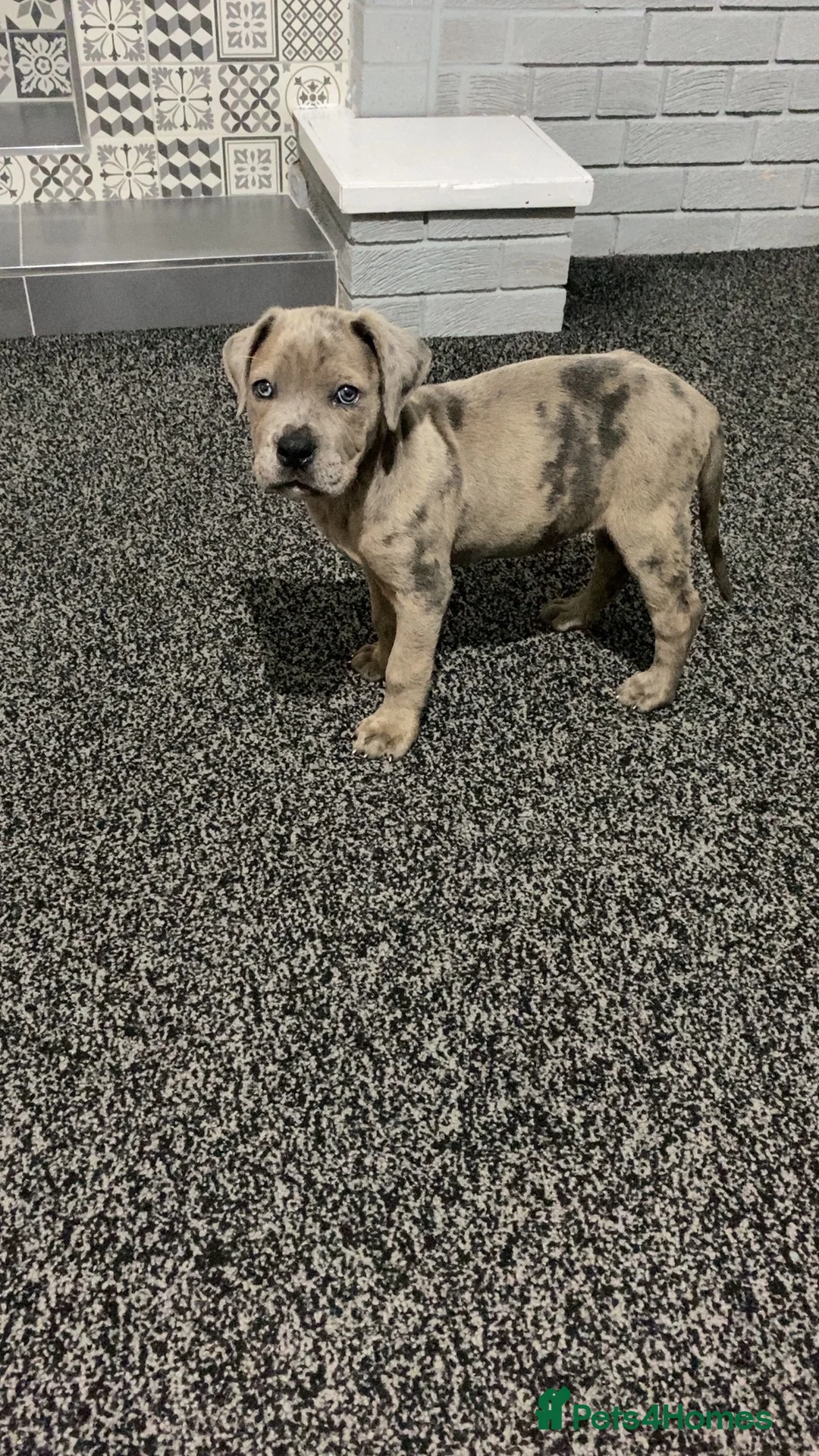 Cane Corso dogs for sale: 9 Week Old Cane Corso Male Puppy - Advert 2