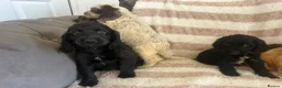 Cocker Spaniel dogs for sale: Beautiful Cocker spaniel pups  - Advert 11