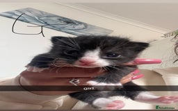 Domestic Shorthair cats for sale: Domestic short hair kittens - Image 1