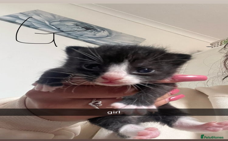 Domestic Shorthair cats - Advert 4