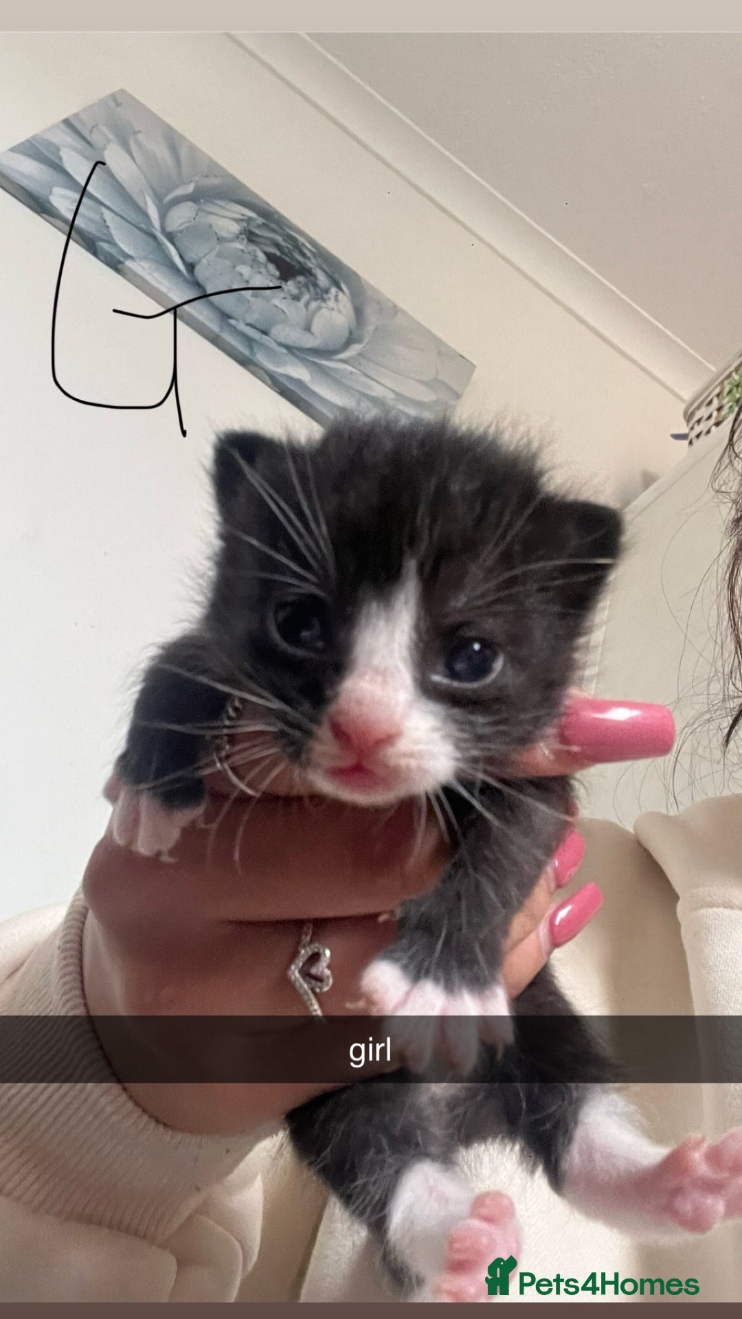 Domestic Shorthair cats for sale: Domestic short hair kittens - Image 1