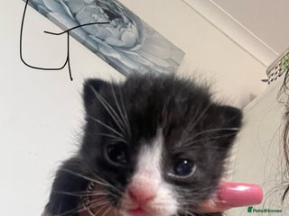 Domestic Shorthair cats - Advert 9