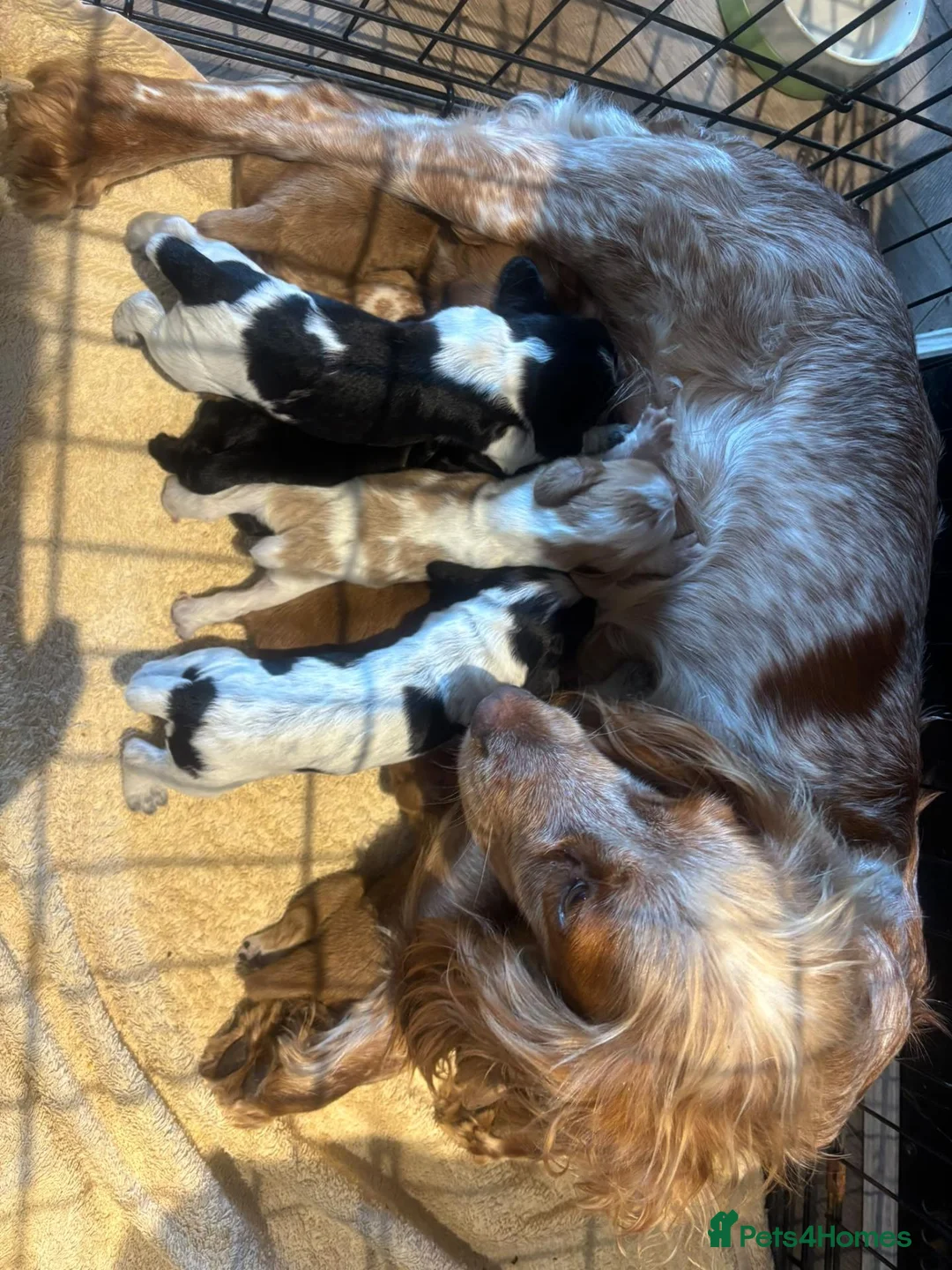 Cocker Spaniel dogs for sale: Working Cocker Spaniels. KC Registered - Advert 2