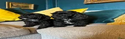 Cockapoo dogs for sale: REDUCED Cockapoo puppies health tested parents   - Advert 6