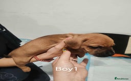 Mixed Breed dogs for sale: Puppy’s for sale  - Image 1