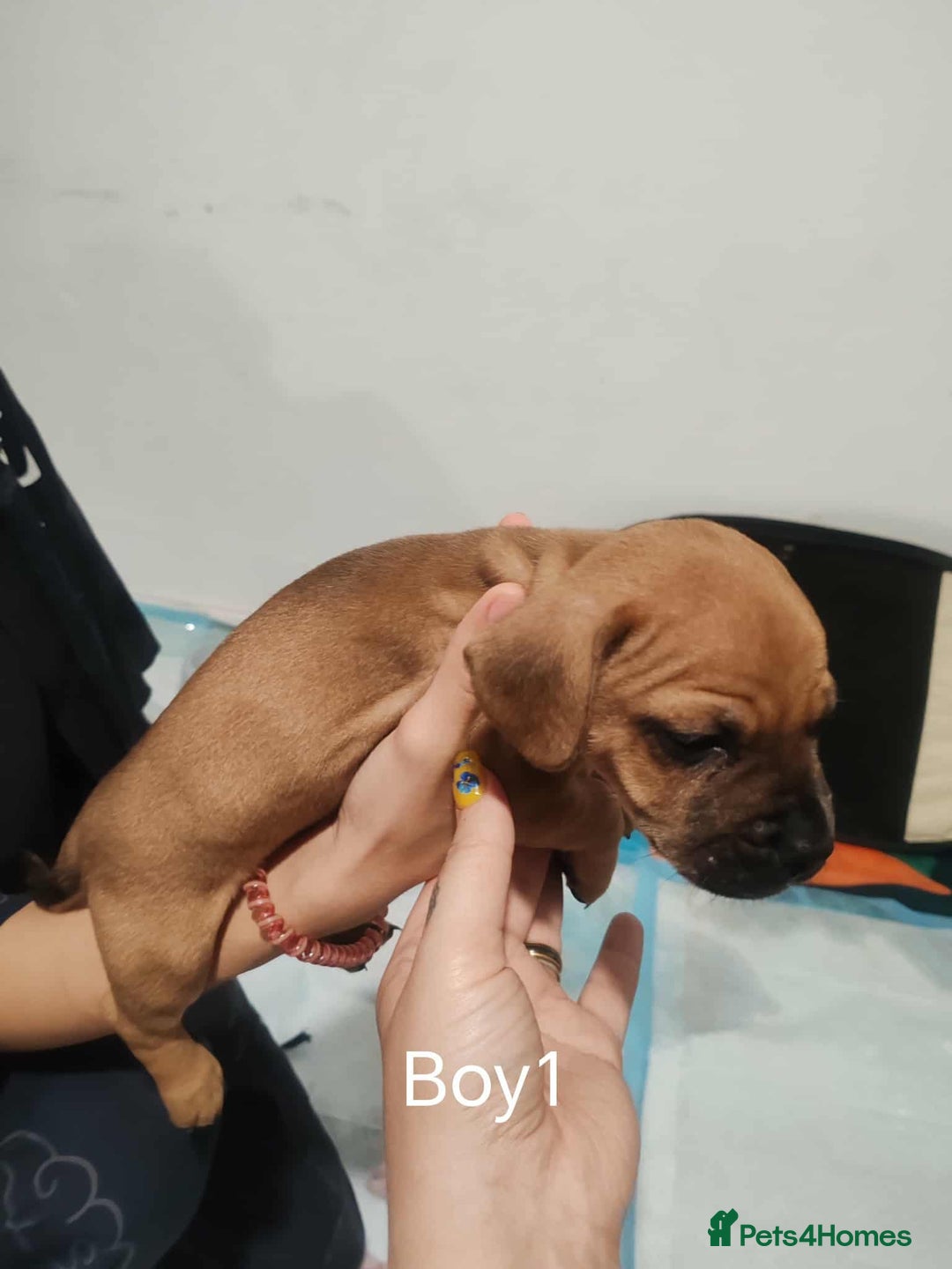 Mixed Breed dogs for sale: Puppy’s for sale  - Image 1