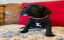 Springador dogs for sale: STUNNING SPRINGADOR PUPPIES  - Image 4
