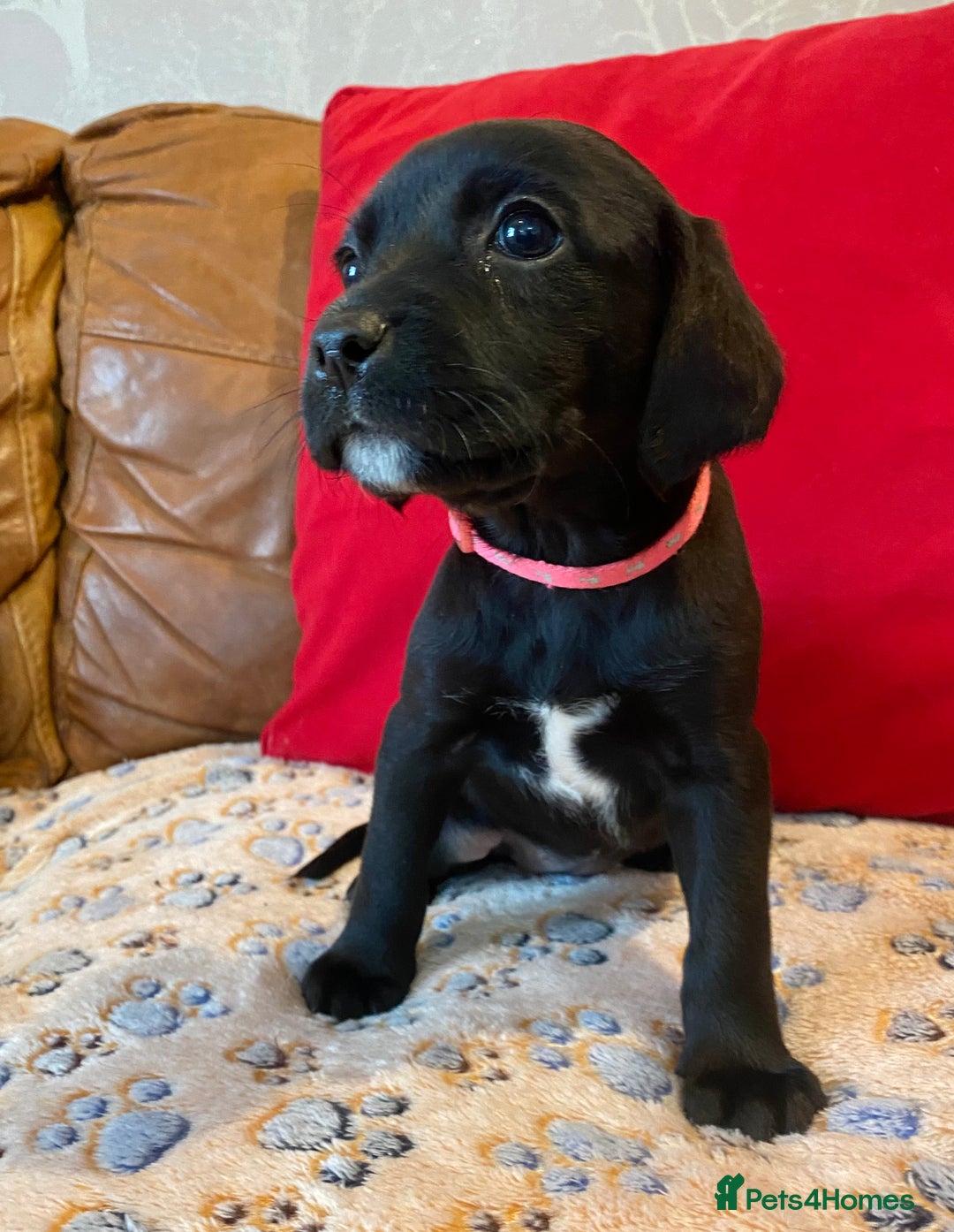 Springador dogs for sale: STUNNING SPRINGADOR PUPPIES  - Image 4