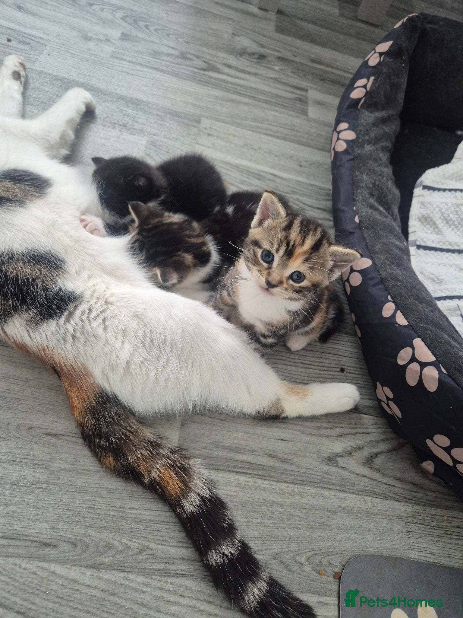 British Shorthair cats for sale: Three adorable kittens  in London - Advert 13