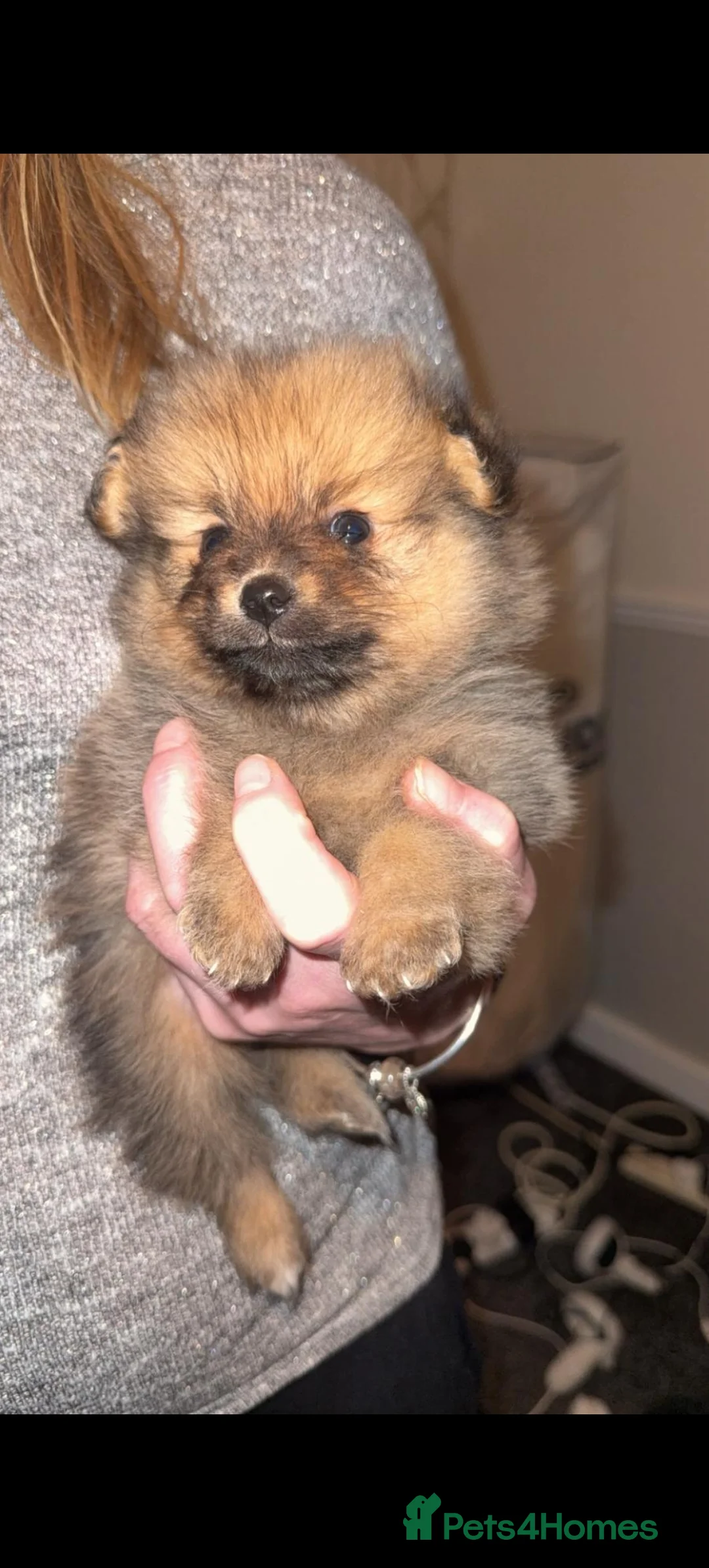 Pomeranian dogs for sale: 3 beautiful pomeranians  - Advert 3