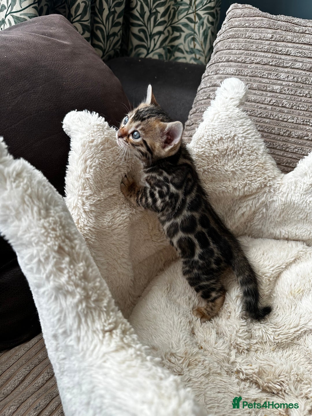 Bengal cats for sale: TICA registered bengal kittens available! - Advert 14