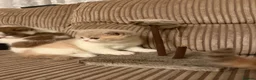 British Shorthair cats for sale: BRITISH SHORTHAIR KITTENS  - Advert 2