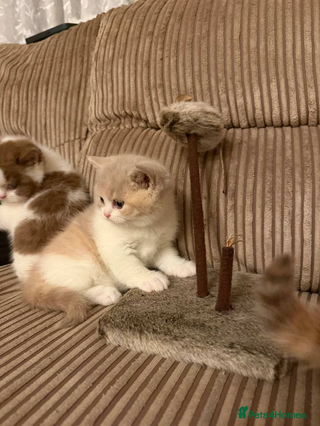 British Shorthair cats for sale: BRITISH SHORTHAIR KITTENS  - Advert 2