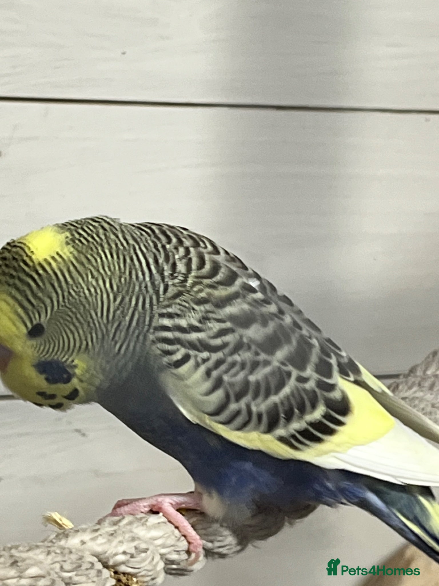 Budgerigars birds 2026 budgies  - Advert 4