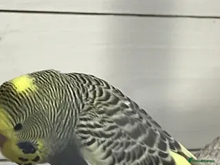 Budgerigars birds 2026 budgies - Advert 4