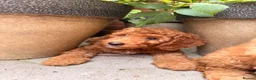 Labradoodle dogs for sale: Ready to leave Miniature Labradoodle puppies - Advert 1