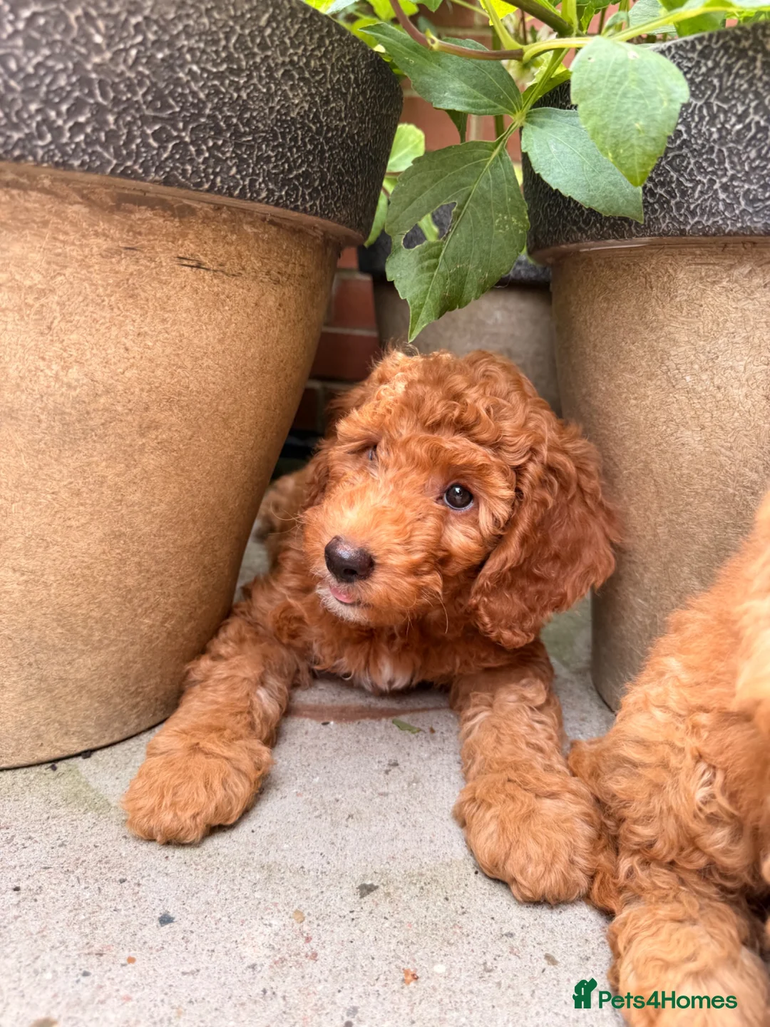 Labradoodle dogs for sale: Ready to leave Miniature Labradoodle puppies - Advert 1