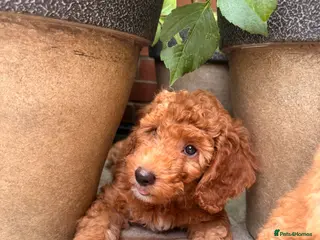 Labradoodle dogs Ready to leave Miniature Labradoodle puppies - Advert 1