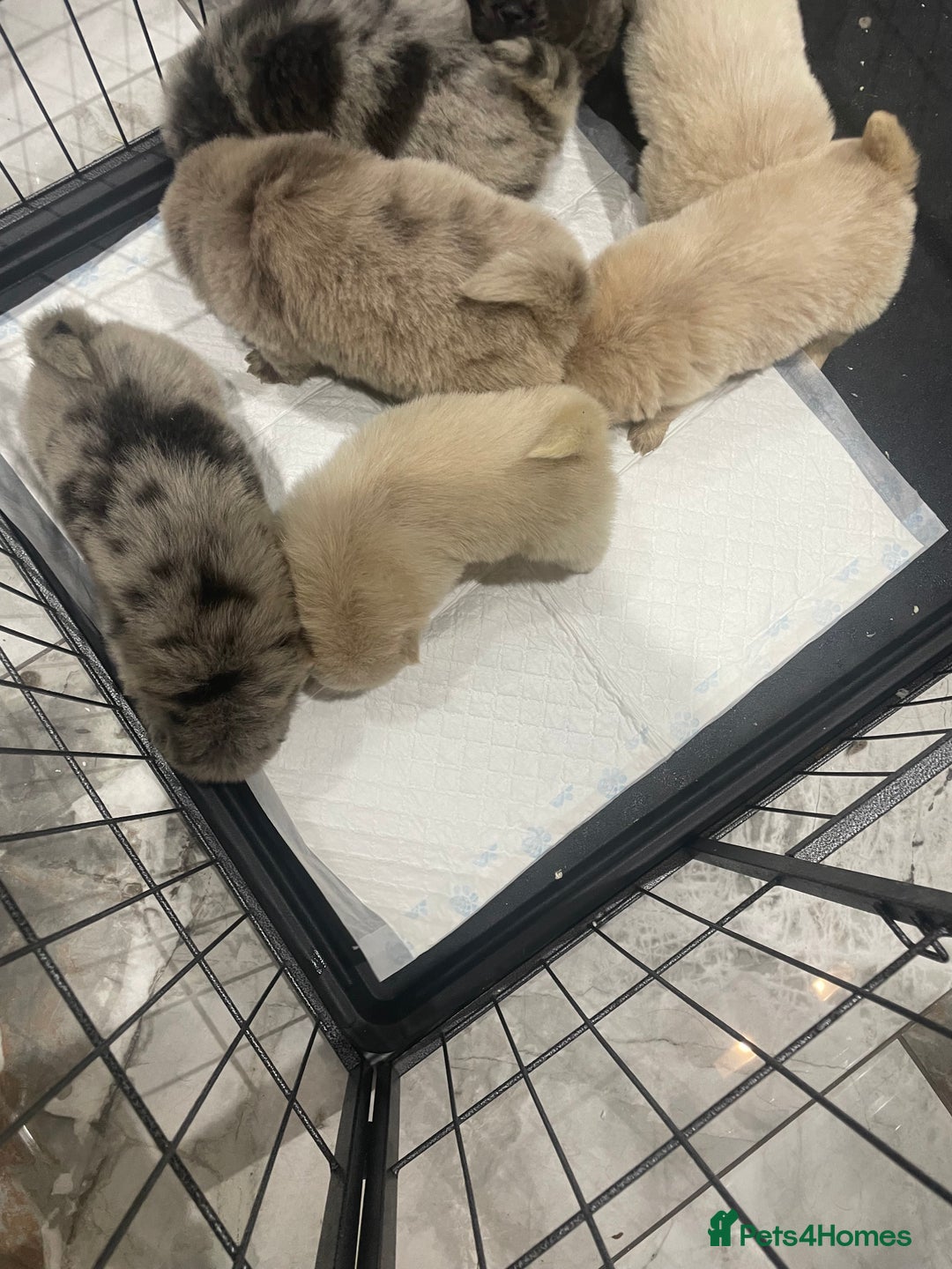 Chow Chow dogs for sale: Chow chow pups - Image 20